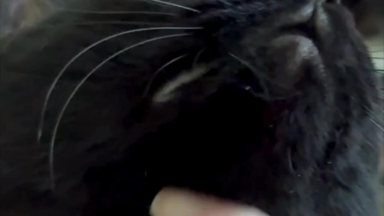 Adopting a Cat from a Shelter Vlog - Cute Precious Piper Loves Having Her Head Petted #shorts