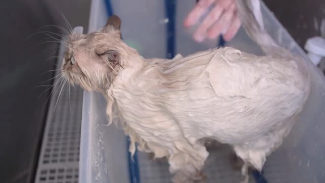 The cat went to a pet shop to take a bath