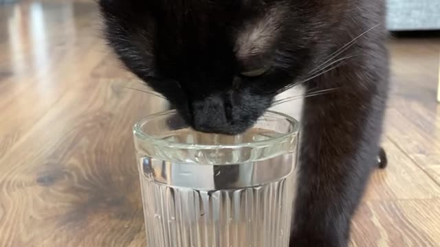 Cat Does Adorable Water Dance