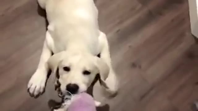 Funniest And Cutest Labrador Puppies