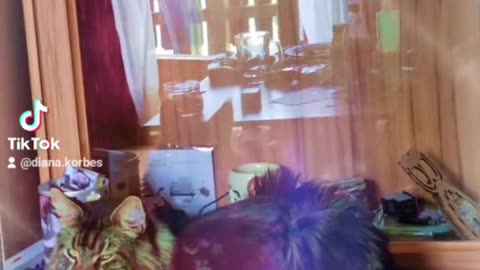 Just my cats