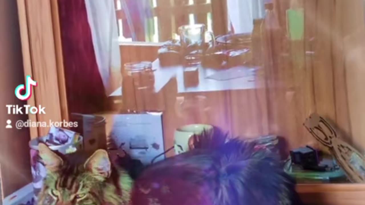 Just my cats