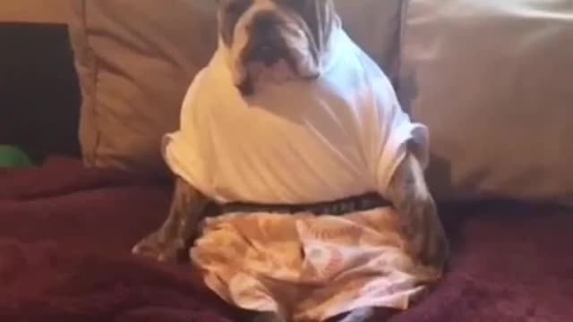 Bulldog casually sits and watches TV like human