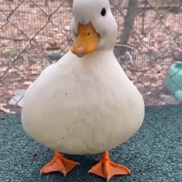 small and large animals😳