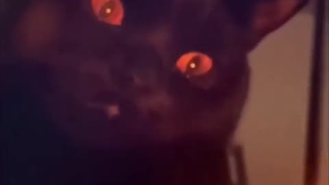 Cats and dogs