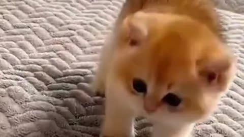 New Funny Animals, Funniest Cats and Dogs Videos 70