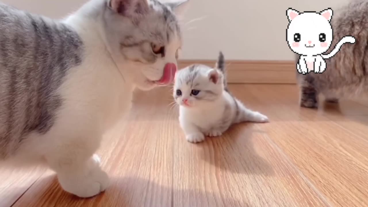 Cute baby 😍 🐈😺