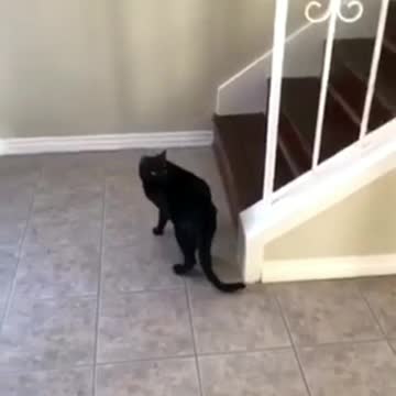 Shadow the Cat..new home