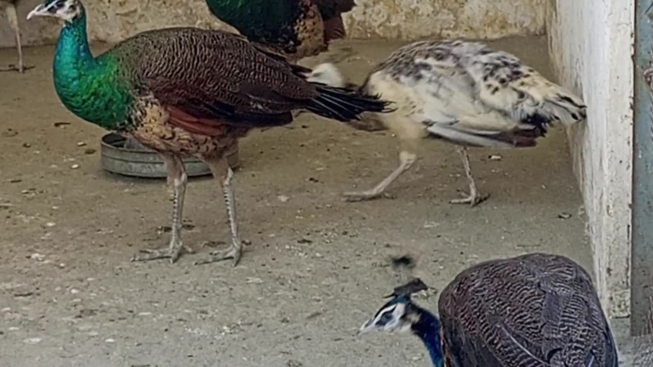 Beautiful pewfowl video so beautiful birds