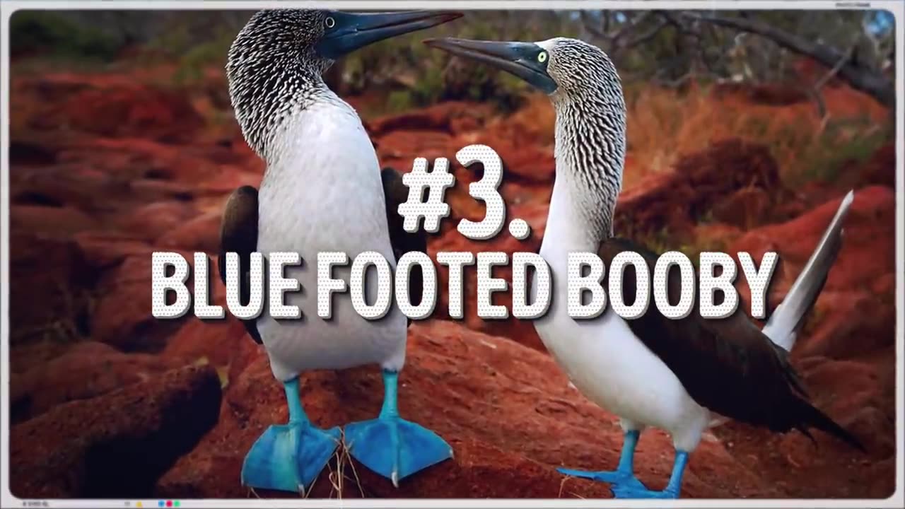 10 Unique Animals You Won't Believe Exist