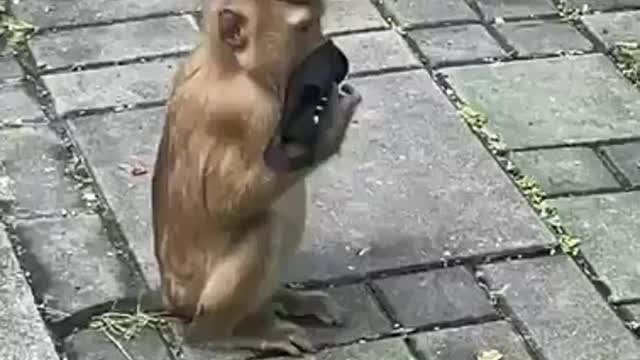Monkey copying Humans 😄😂