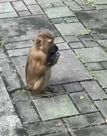 Monkey copying Humans 😄😂