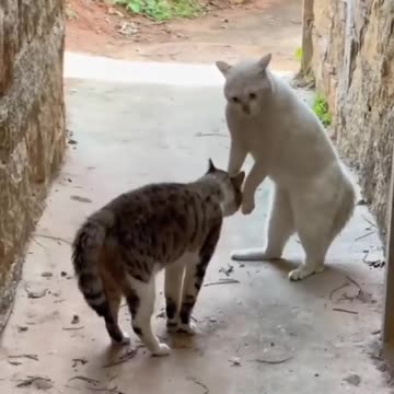 funny animal videos