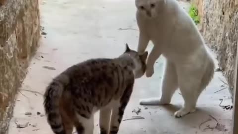 funny animal videos