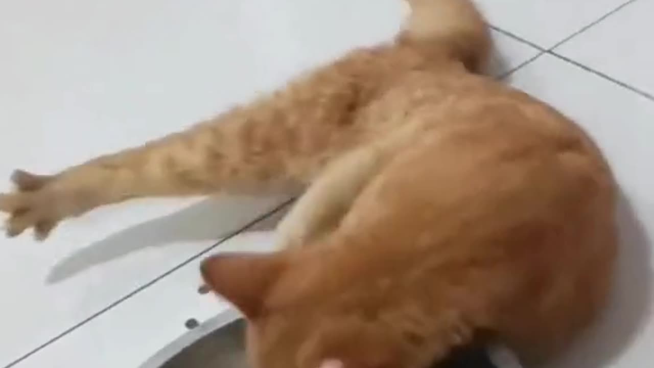 Funny cat eating food