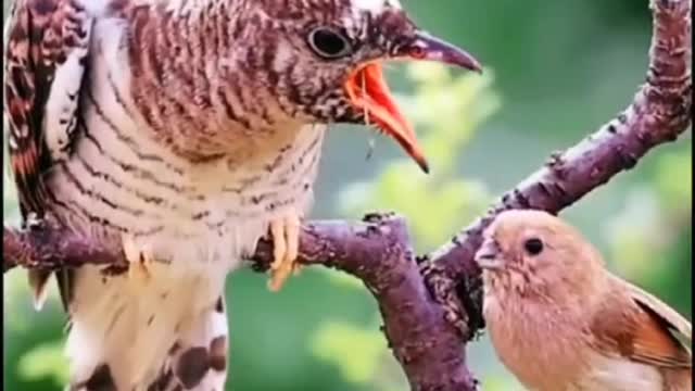 Beautiful birds