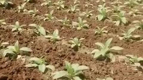 Inter cultivation