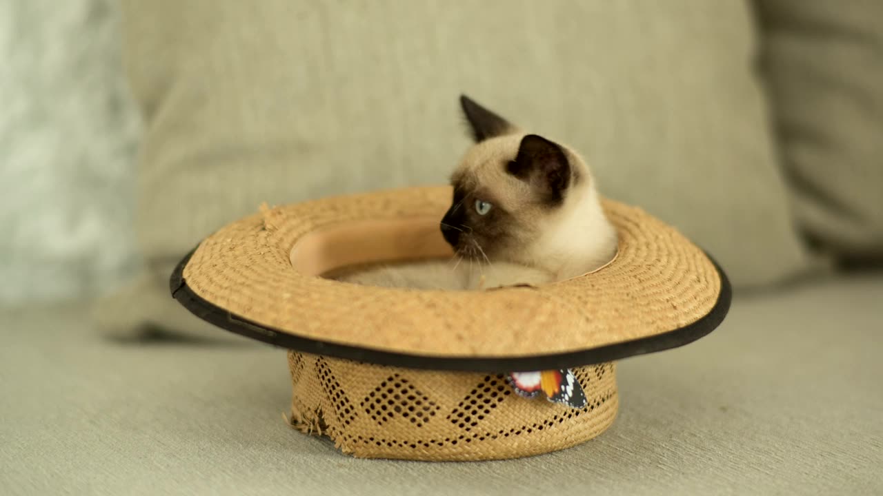 cat in a hat