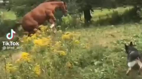 crazy animals