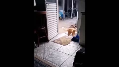 Try Not To Laugh Dogs And Cats 😁 - Best Funniest Animals Video 2023