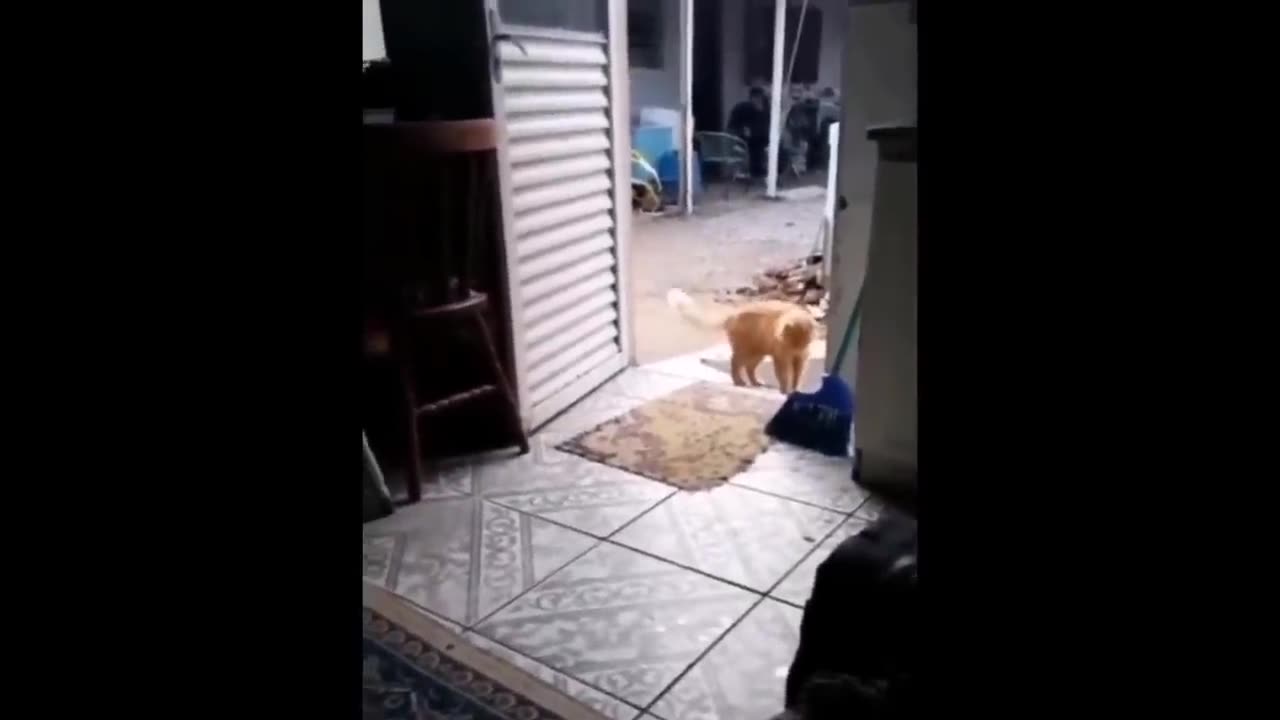 Try Not To Laugh Dogs And Cats 😁 - Best Funniest Animals Video 2023