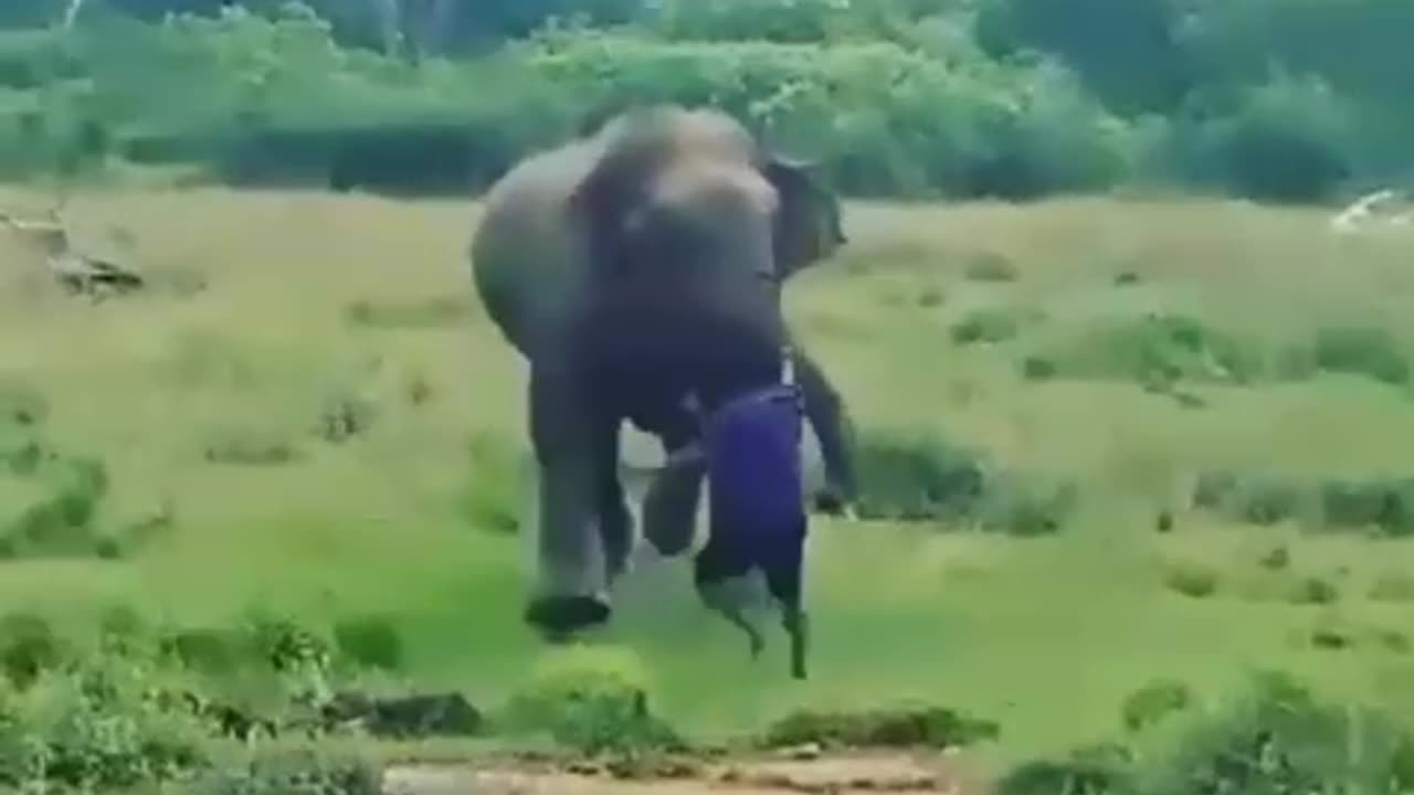 Elephant attack