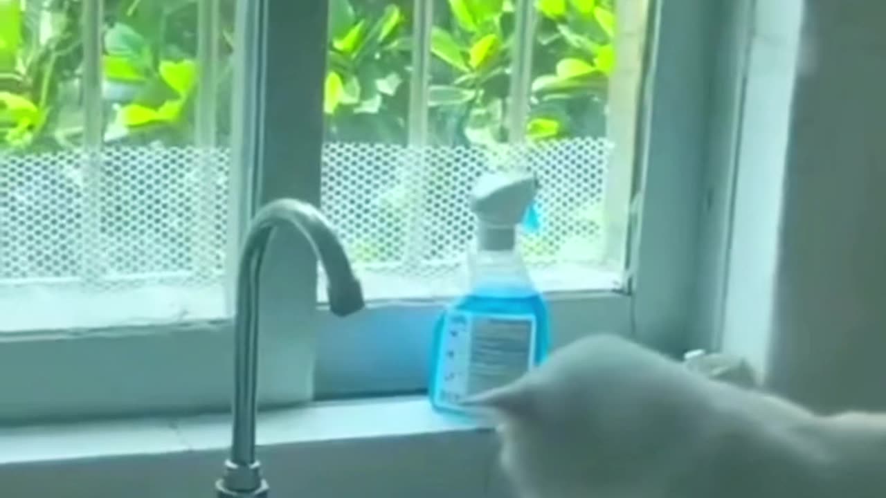 funny video