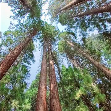 Giant Sequoia Trees at Sequoia National Park