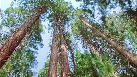 Giant Sequoia Trees at Sequoia National Park