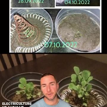 구리 코일 배양과 일반 배양의 28일 비교