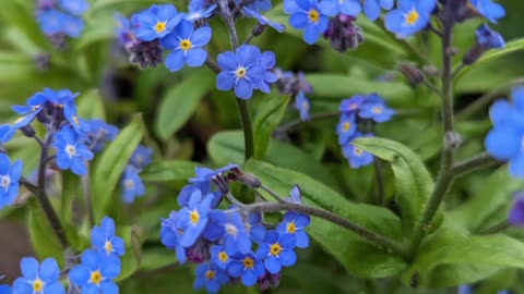 Blue flowers
