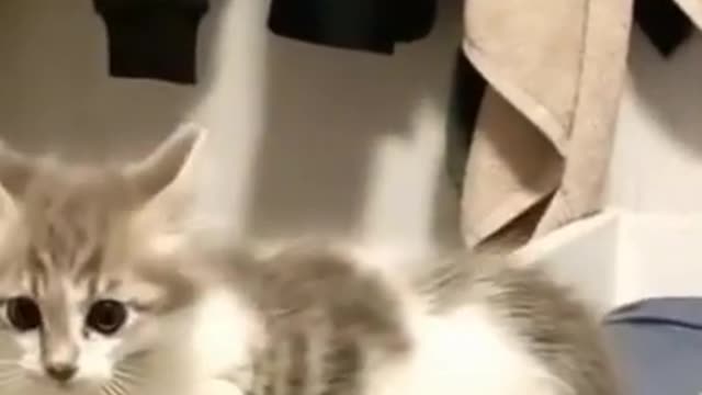 Funniest Cat Attitude 😄 Cute Funny Pets 😄 Botaku Pets