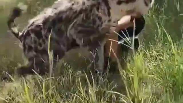 Amazing lion and hyena whisperer😮❕