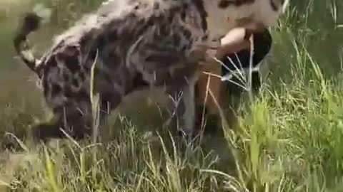 Amazing lion and hyena whisperer😮❕