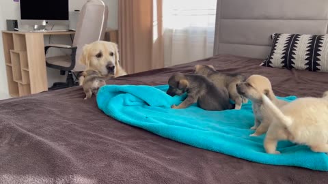 Golden Retriever Meets Puppies for the First Time