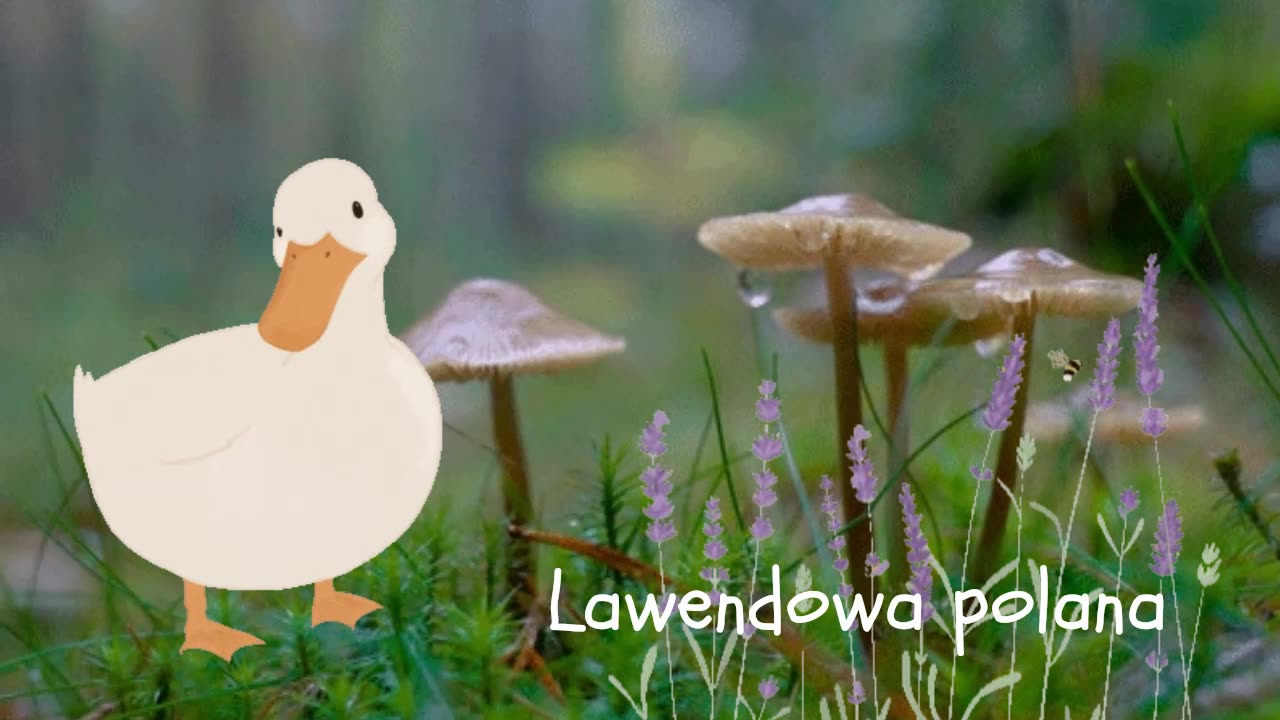 Witaj na lawendowej polanie!