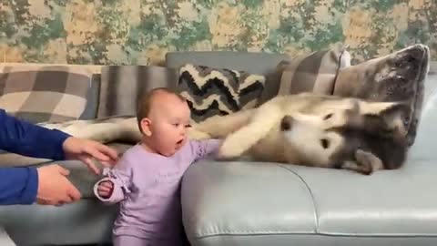 HUSKY HELPS BABY STAND UP FOR THE FIRST TIME EVER!!!..😭😭.