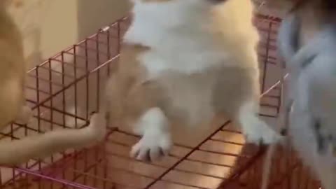 New Funny Videos 2023 😍 Cutest Cats and Dogs 🐱🐶 Part36