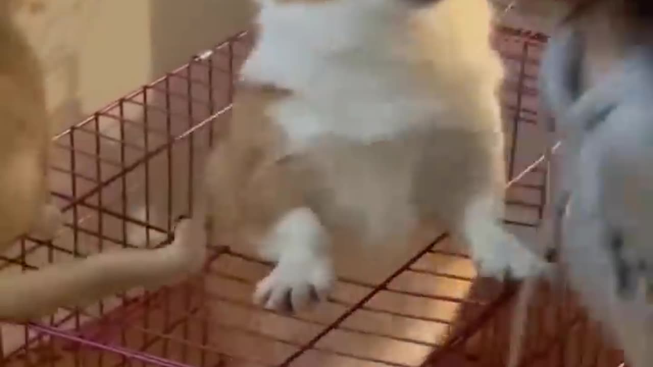New Funny Videos 2023 😍 Cutest Cats and Dogs 🐱🐶 Part36