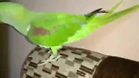 Parrot Talking