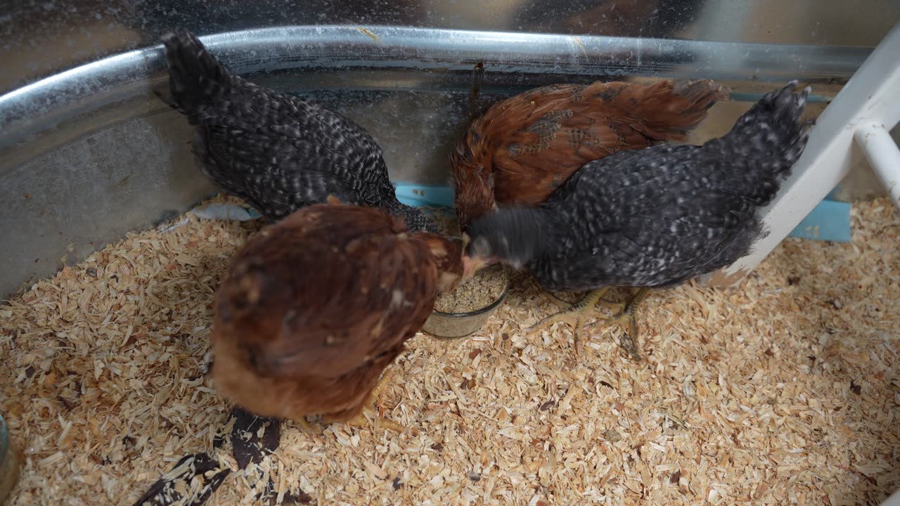 Evaporated milk + chicken feed = happy chicks.