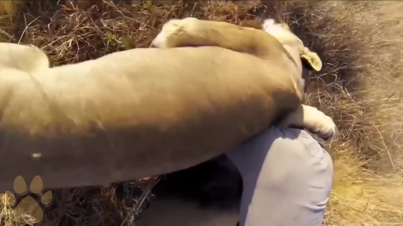 Animals That Do Not Forget Their Owner After Years