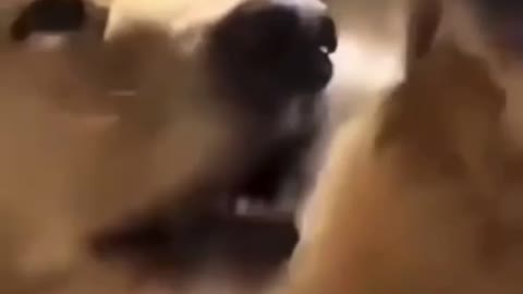 Shut Up Doggo