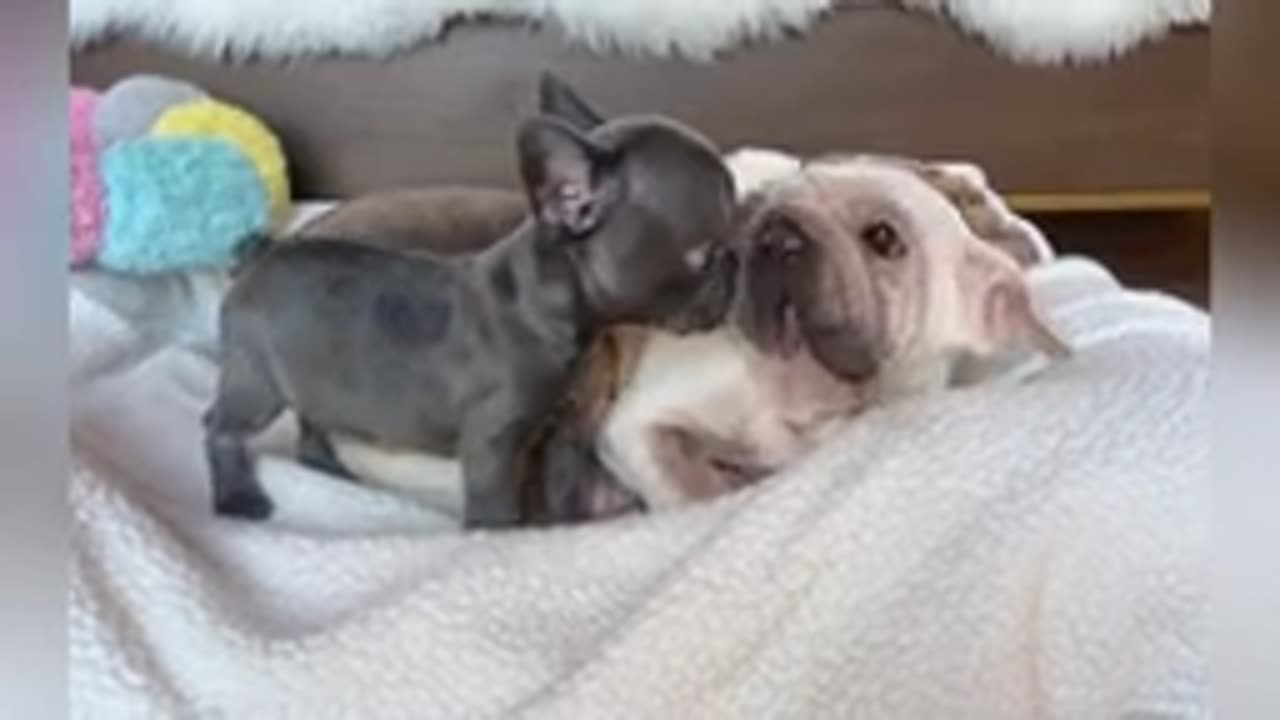 Mini Frenchie asked the fat dog to get out of her favorite hiding place.