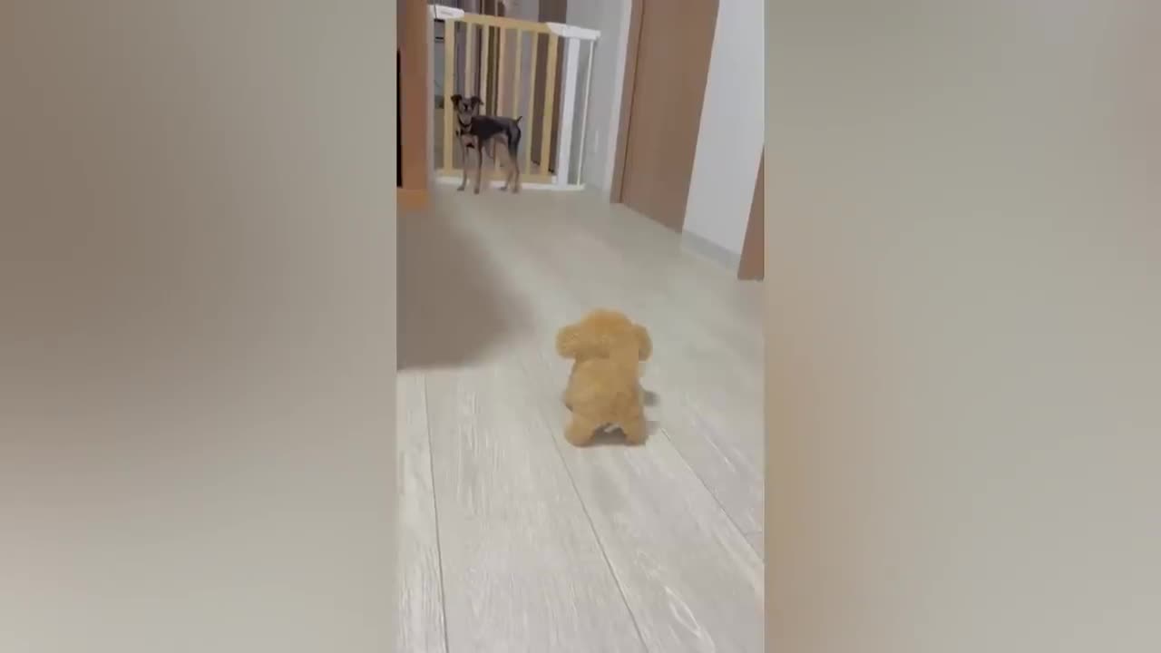 Best Funny Animal Videos Of The 2022 π€£ - Funniest Cats And Dogs Videos πΊπ