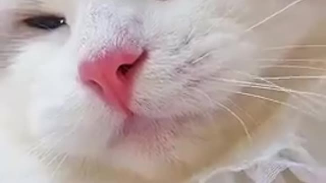 Cute cat sound video | cat sound video | cat sound