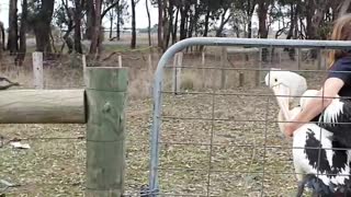 Rescuing a Pelican with a Broken Wing in an Irrigation Channel