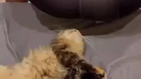 Cat funny video