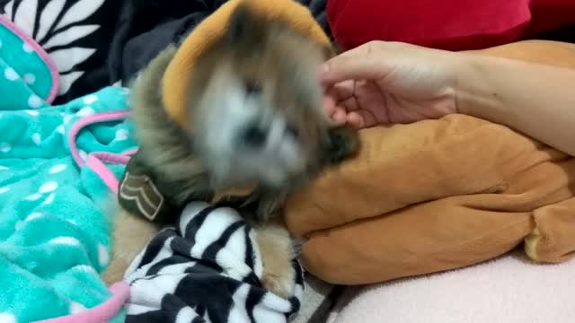 A dog who keep wanting massages