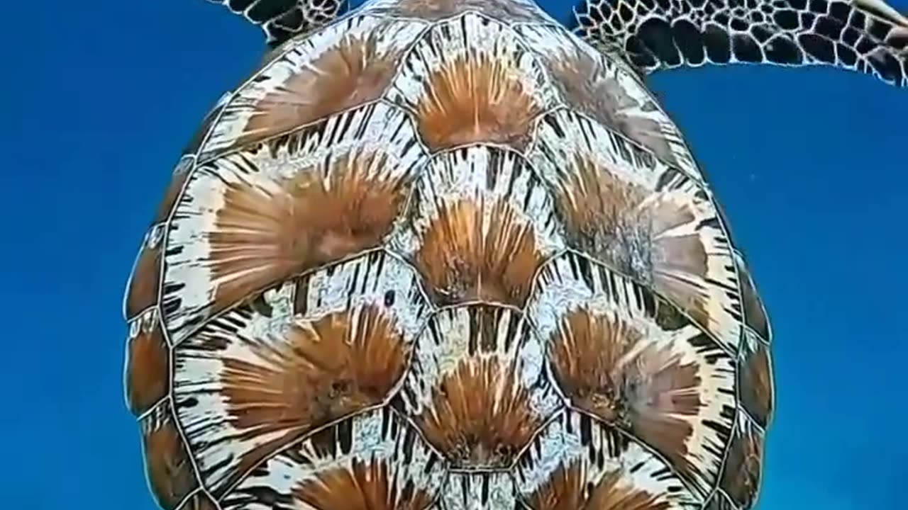 Most Attractive Tortoise #shorts #shortvideo #video #virals #videovira